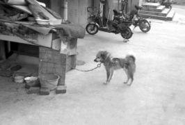 伤害狗的爆料新闻,残忍行径引发社会公愤  第2张